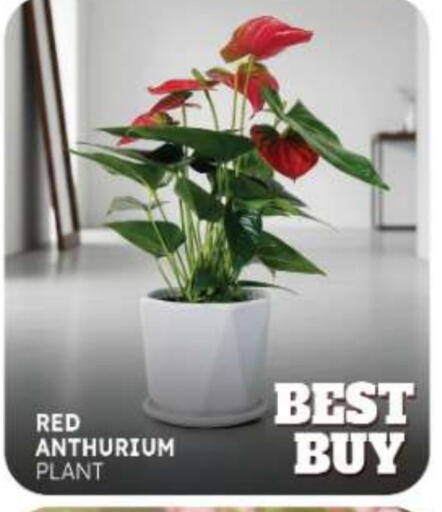 available at المدينة in الإمارات العربية المتحدة , الامارات - ٱلْفُجَيْرَة‎