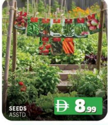 available at المدينة in الإمارات العربية المتحدة , الامارات - ٱلْفُجَيْرَة‎