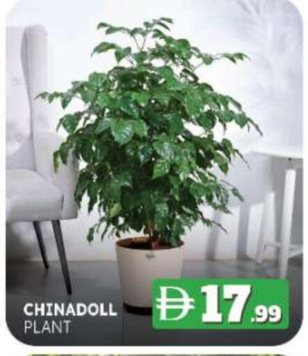 available at المدينة in الإمارات العربية المتحدة , الامارات - ٱلْفُجَيْرَة‎