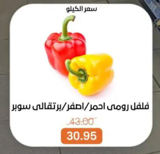 available at بيت الجملة in Egypt - القاهرة