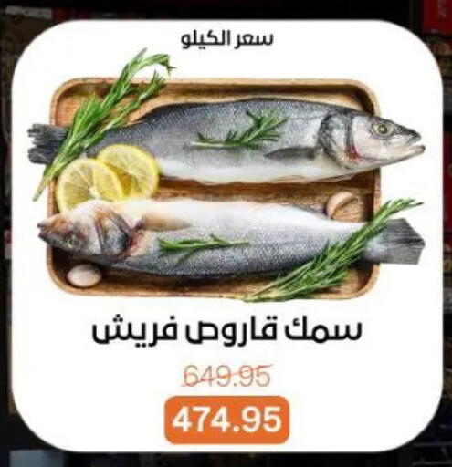 available at Beit El Gomla in Egypt - Cairo