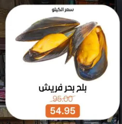 available at Beit El Gomla in Egypt - Cairo