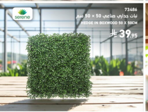 available at SACO in KSA, Saudi Arabia, Saudi - Khamis Mushait