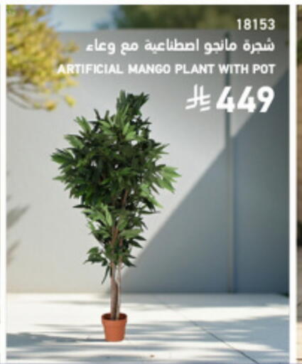 Mango available at SACO in KSA, Saudi Arabia, Saudi - Yanbu