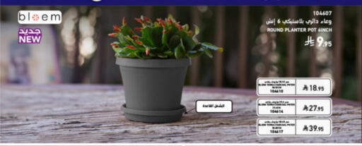 available at SACO in KSA, Saudi Arabia, Saudi - Abha