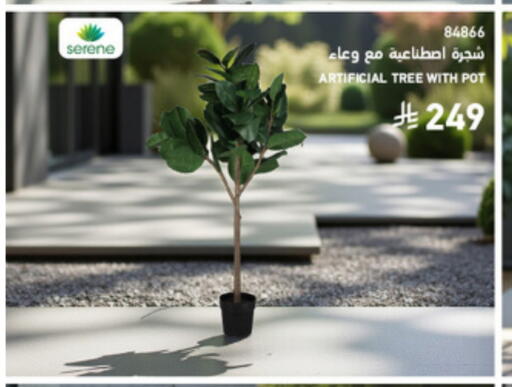 available at SACO in KSA, Saudi Arabia, Saudi - Al Bahah