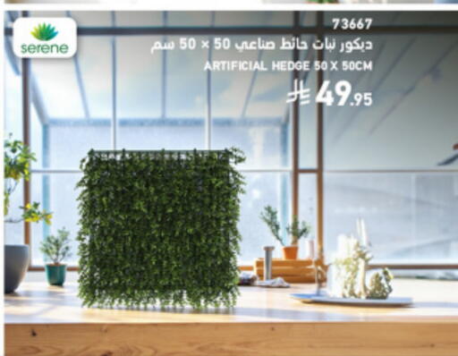 available at SACO in KSA, Saudi Arabia, Saudi - Khamis Mushait