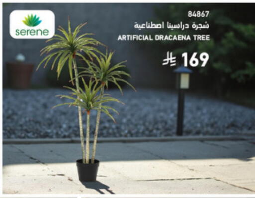 available at SACO in KSA, Saudi Arabia, Saudi - Al Bahah