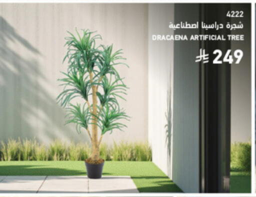 available at SACO in KSA, Saudi Arabia, Saudi - Al Bahah