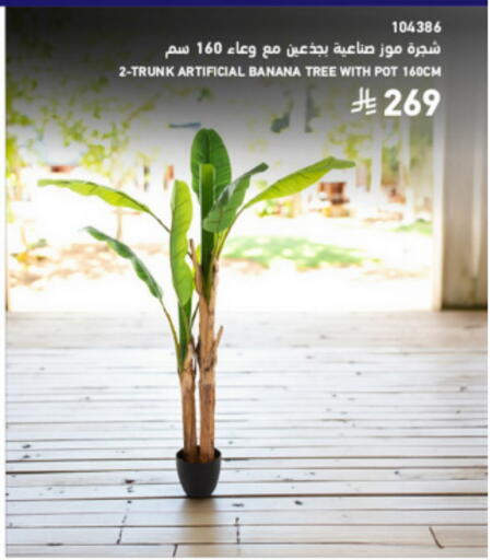 Banana available at ساكو in مملكة العربية السعودية, السعودية, سعودية - سكاكا