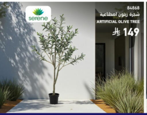 available at SACO in KSA, Saudi Arabia, Saudi - Medina