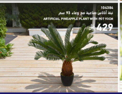 Pineapple available at SACO in KSA, Saudi Arabia, Saudi - Hafar Al Batin