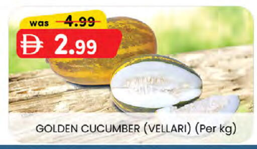 Cucumber available at Al Safa in UAE - Al Ain