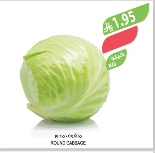 Cabbage available at Farm  in KSA, Saudi Arabia, Saudi - Al Hasa