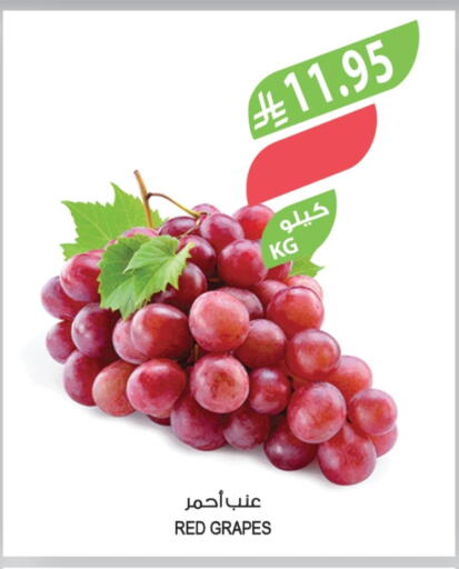 Grapes available at المزرعة in مملكة العربية السعودية, السعودية, سعودية - الأحساء‎