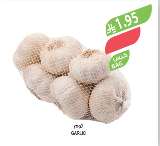 Garlic available at المزرعة in مملكة العربية السعودية, السعودية, سعودية - تبوك