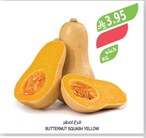 Squash available at Farm  in KSA, Saudi Arabia, Saudi - Yanbu
