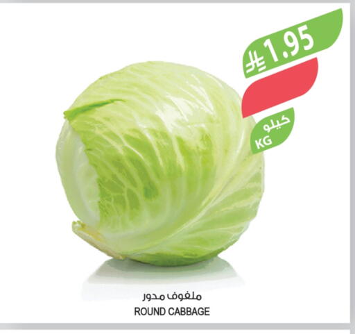 Cabbage available at Farm  in KSA, Saudi Arabia, Saudi - Najran