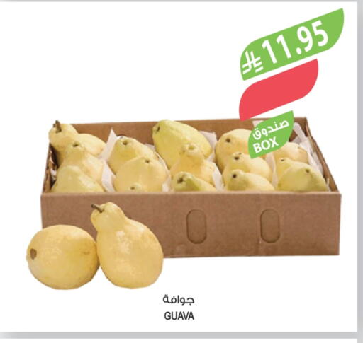 Guava available at Farm  in KSA, Saudi Arabia, Saudi - Abha