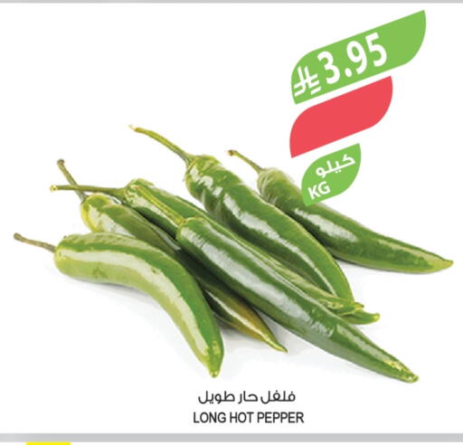 Pepper available at Farm  in KSA, Saudi Arabia, Saudi - Al Hasa
