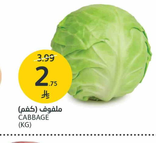 Cabbage available at AlJazera Shopping Center in KSA, Saudi Arabia, Saudi - Riyadh