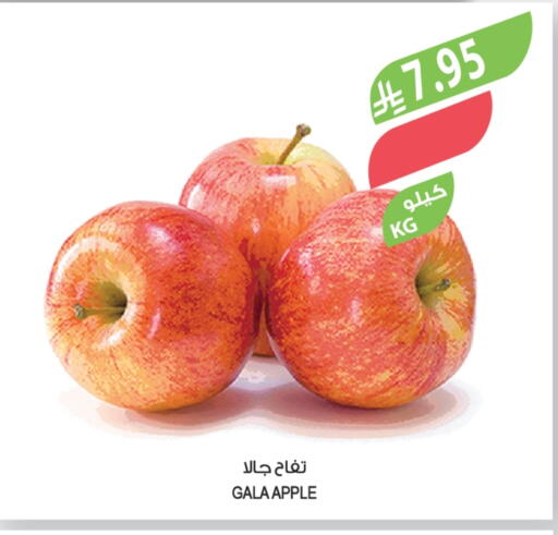 Apple available at Farm  in KSA, Saudi Arabia, Saudi - Najran