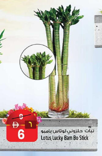 available at SAFARI HYPERMARKET  in UAE - Ras al Khaimah