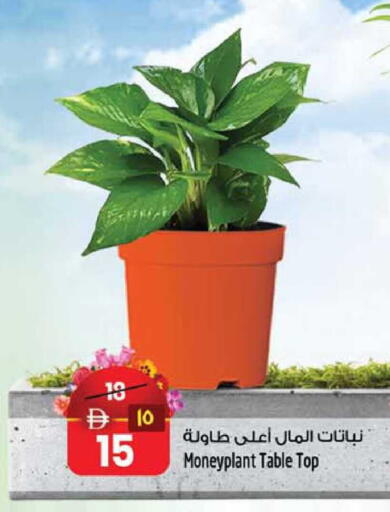 available at SAFARI HYPERMARKET  in UAE - Ras al Khaimah