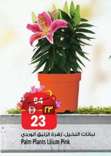 available at SAFARI HYPERMARKET  in UAE - Ras al Khaimah