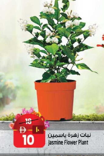 available at SAFARI HYPERMARKET  in UAE - Ras al Khaimah