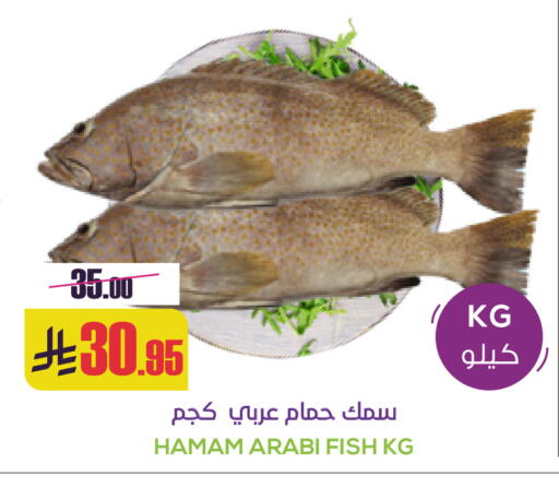 available at Sapt in KSA, Saudi Arabia, Saudi - Buraidah