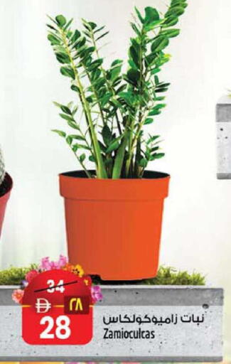 available at Safari Hypermarket  in UAE - Dubai