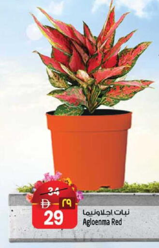 available at Safari Hypermarket  in UAE - Dubai