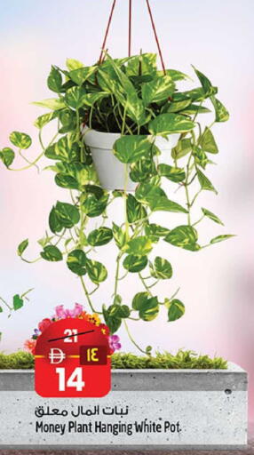 available at سفاري هايبر ماركت in الإمارات العربية المتحدة , الامارات - رَأْس ٱلْخَيْمَة