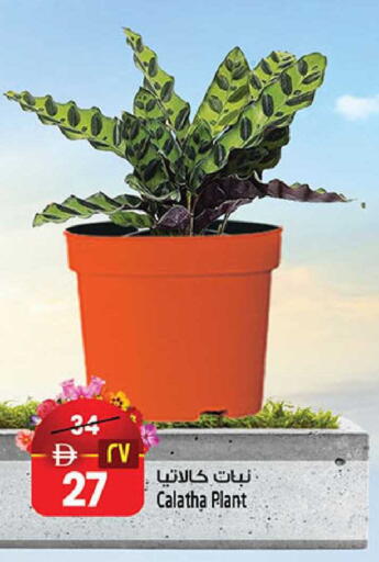 available at SAFARI HYPERMARKET  in UAE - Ras al Khaimah