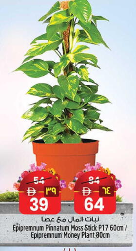 available at سفاري هايبر ماركت in الإمارات العربية المتحدة , الامارات - رَأْس ٱلْخَيْمَة