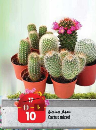 available at سفاري هايبرماركت in الإمارات العربية المتحدة , الامارات - دبي