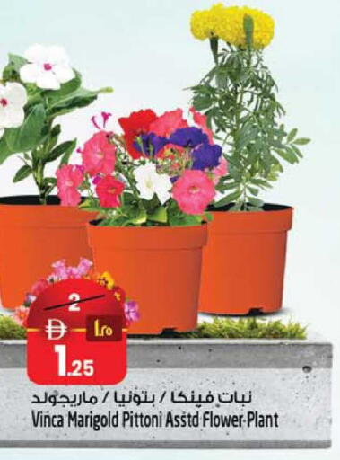 available at سفاري هايبرماركت in الإمارات العربية المتحدة , الامارات - دبي