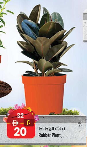 available at سفاري هايبر ماركت in الإمارات العربية المتحدة , الامارات - رَأْس ٱلْخَيْمَة