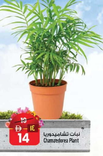 available at Safari Hypermarket  in UAE - Dubai