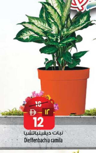 available at SAFARI HYPERMARKET  in UAE - Ras al Khaimah