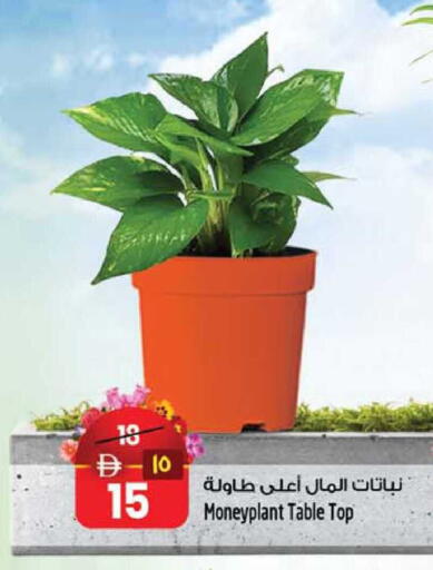 available at سفاري هايبرماركت in الإمارات العربية المتحدة , الامارات - دبي