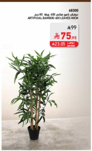 available at SACO in KSA, Saudi Arabia, Saudi - Jazan