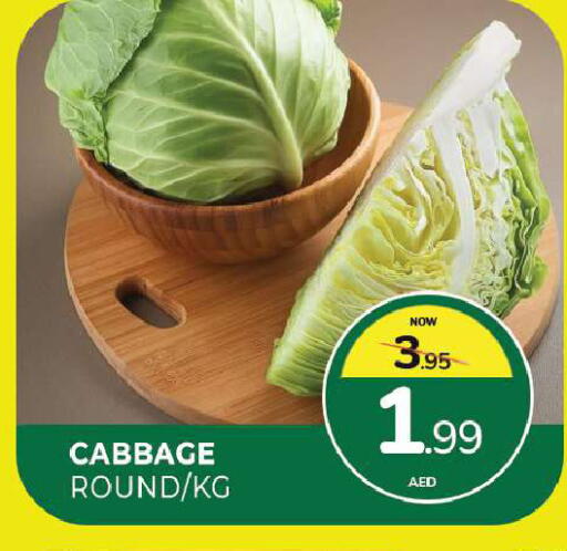 Cabbage available at المدينة in الإمارات العربية المتحدة , الامارات - الشارقة / عجمان