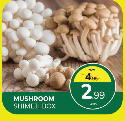 Mushroom available at المدينة in الإمارات العربية المتحدة , الامارات - الشارقة / عجمان