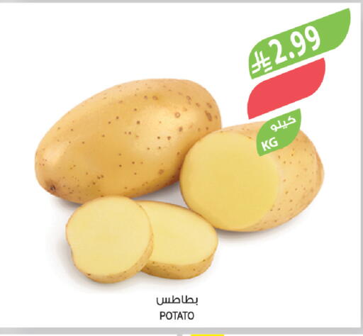 Potato available at المزرعة in مملكة العربية السعودية, السعودية, سعودية - نجران