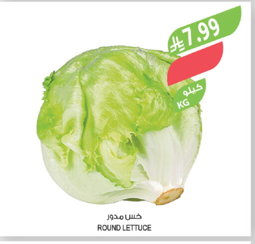 Lettuce available at المزرعة in مملكة العربية السعودية, السعودية, سعودية - الخبر‎