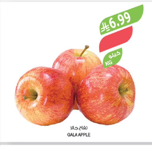 Apple available at Farm  in KSA, Saudi Arabia, Saudi - Sakaka
