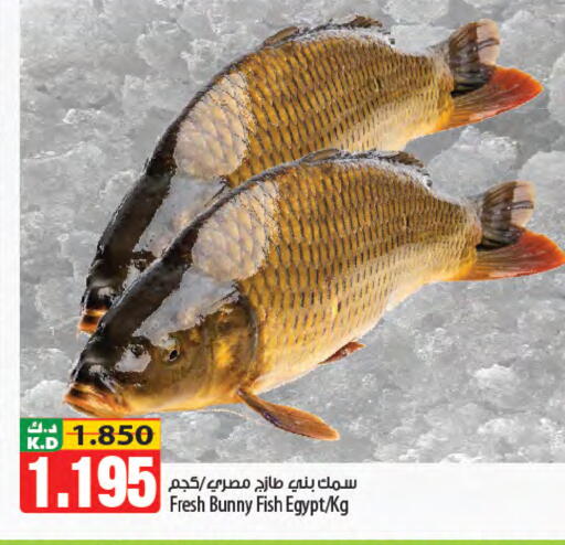 Mango available at مانجو هايبرماركت in الكويت - محافظة الجهراء