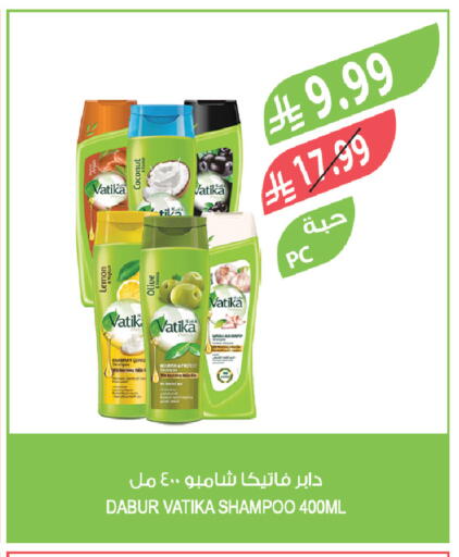 Coconut available at Farm  in KSA, Saudi Arabia, Saudi - Sakaka